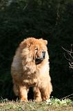 CHOW CHOW 636